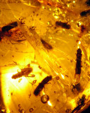 Curculionidae