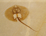 Heliobatis radians, family Dasayatidae