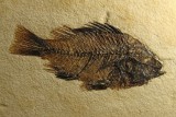 Priscacara serrata, family Percidae