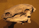 Panoplosaurus, family Nodosauridae