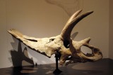Anchiceratops ornatus