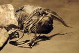 Maiasaura peeblesorum hatchling