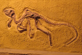 Heterodontosaurus tucki