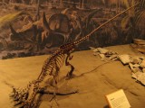 Dromaeosaurus albertensis