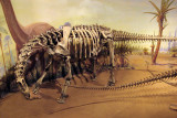 Camarasaurus supremus