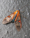 Ctenuchid Moth (Cosmosoma teuthras)