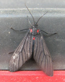 Ctenuchid Moth (Saurita fumosa cf.)