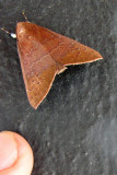 Anomis Moth (Anomis illita)