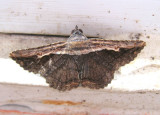 Erebid Moth (Selenisa sueroides)