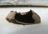 Noctuid Moth (Gonodonta sinaldus)
