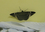Noctuid Moth (Letis herilia)
