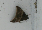 Noctuid Moth (Ophisma tropicalis)