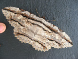 Owl Moth (Thysania zenobia)