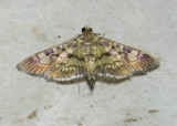 Pyralid Moth (Ategumia sp.)