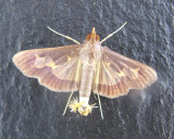 Pickleworm Moth (Diaphania nitidalis)