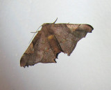 Geometrid Moth (Pero externa)