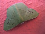 Geometrid Moth (Phrudocentra cf.)