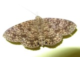 Noctuid Moth (Dialithis gemmifera)