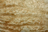 Detail of scale surface