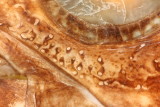 Detail of head, sensory pores