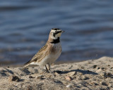 Lark HornedDSC_6053small.jpg