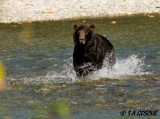 Bear, Black        DSC_1518small.jpg