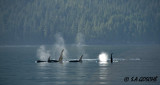 Whales,  Killer Orcas     DSC_1800 small.jpg