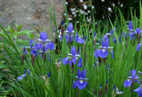 front garden Siberian Iris