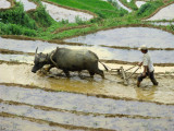 Rice terrace -- preparing soil for planting with harrow