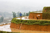 Preparing terraces for cultivation -- irrigated rice requires endless hours of labor
