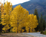 Autumn Trees