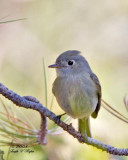 Least Flycatcher