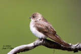 Rough-winged Swallow