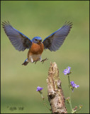 Bluebirds 08_0145-new wing-email.jpg