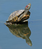 red-eared slider 1