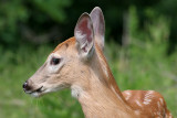 deer 36