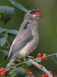 cedar waxwing 38