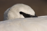 trumpeter swan 4