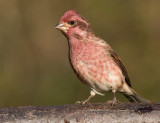 purple finch 33