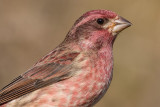 purple finch 34