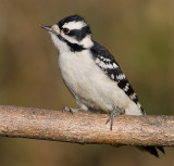 downy woodpecker 311