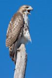 red-tailed hawk 115