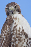red-tailed hawk 124