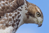 red-tailed hawk 128