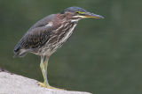 green heron 70