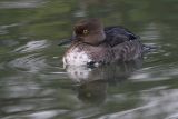 hooded merganser 218