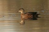 Wood Duck-female
