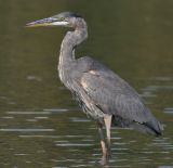 great blue heron 177