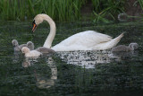 mute swan - cygnet 23