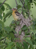northern oriole famly 17